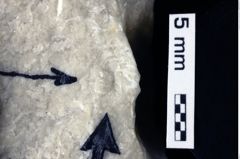 Foto (Detailansicht) von Glaessneropsis heraldica (Moericke, 1897) (NHMW-GEO-1990-0041-0270)